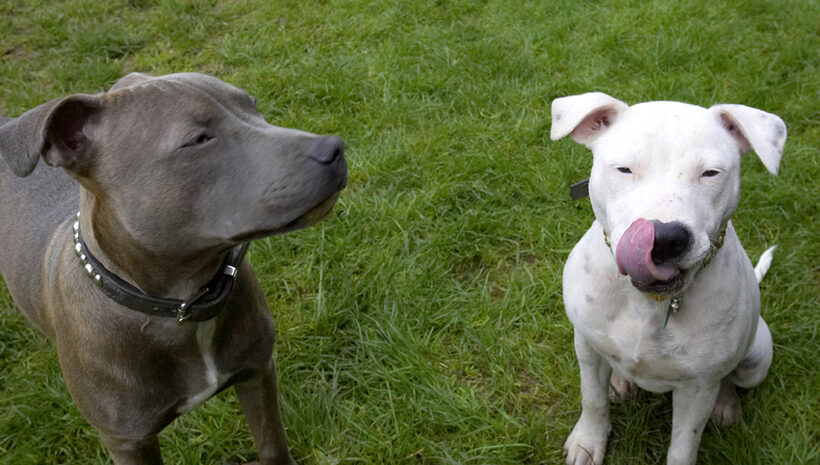 Dog, Dogs, Domino, Sky, Staffordshire Bull Terrier, Terriers, Tongue