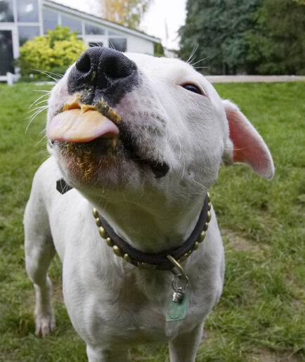 Dog, Dogs, Domino, Peanut Butter, Sky, Staffordshire Bull Terrier, Terriers, Tongue