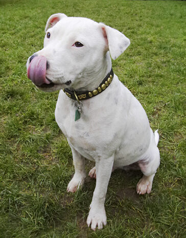 Dog, Dogs, Domino, Sky, Staffordshire Bull Terrier, Terriers, Tongue