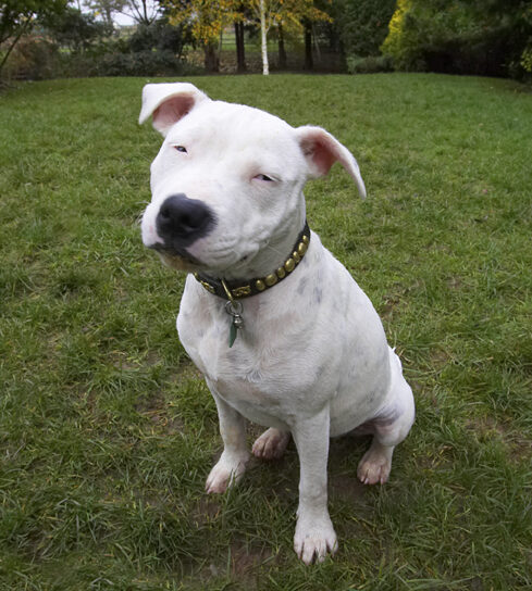 Dog, Dogs, Domino, Sky, Staffordshire Bull Terrier, Terriers