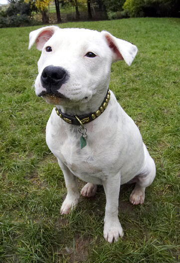 Dog, Dogs, Domino, Sky, Staffordshire Bull Terrier, Terriers