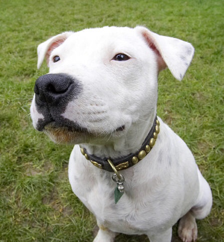 Dog, Dogs, Domino, Sky, Staffordshire Bull Terrier, Terriers