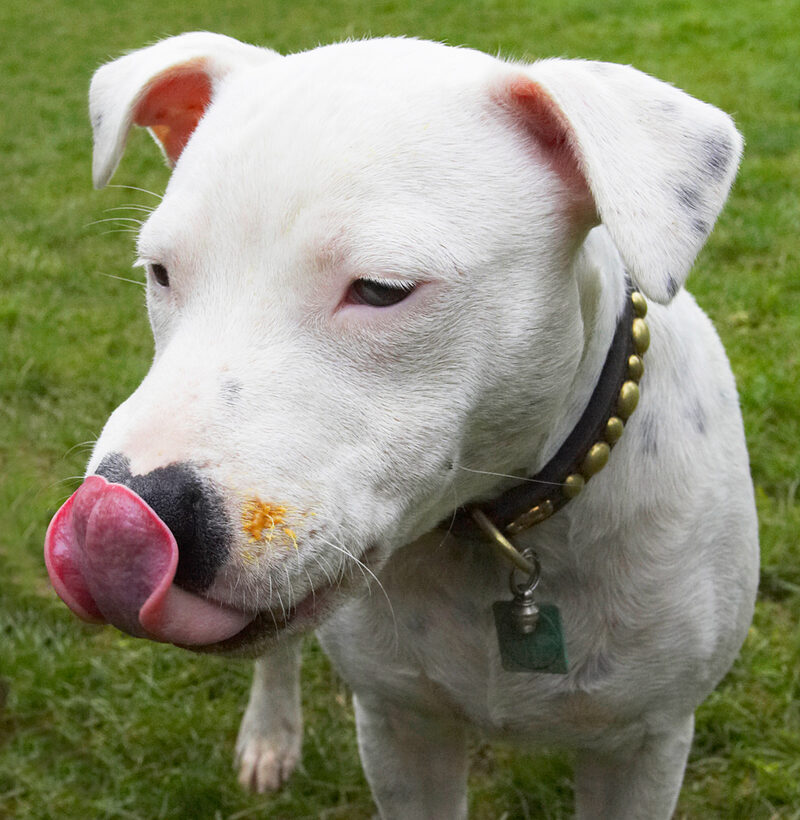Dog, Dogs, Domino, Peanut Butter, Staffordshire Bull Terrier, Terriers, Tongue