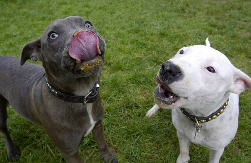 Dog, Dogs, Domino, Sky, Staffordshire Bull Terrier, Terriers, Tongue