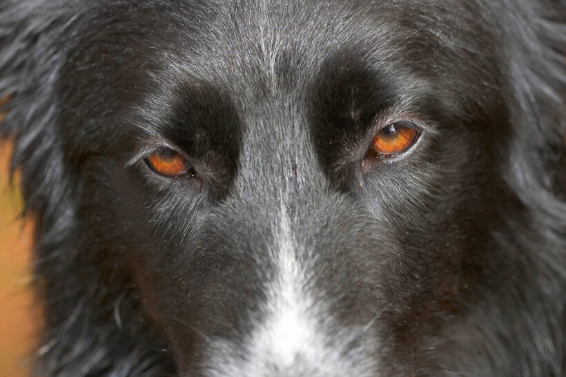 Barney, Border Collie, Collies, Dog, Dogs, Eyes