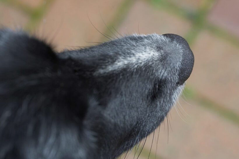 Barney, Border Collie, Collies, Dog, Dogs, Nose