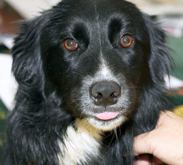 Barney, Border Collie, Collies, Dog, Dogs, Tongue