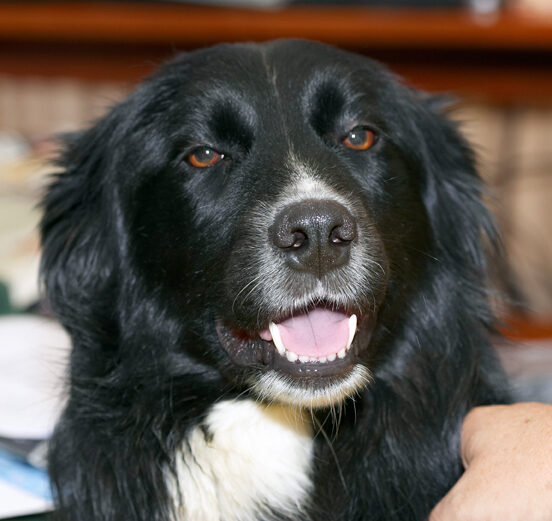 Barney, Border Collie, Collies, Dog, Dogs, Tongue