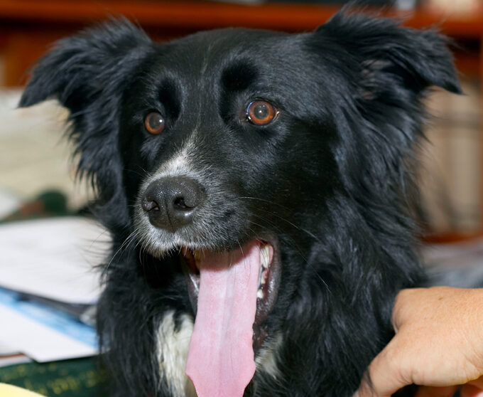 Barney, Border Collie, Collies, Dog, Dogs, Tongue