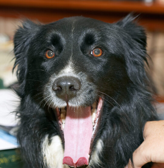 Barney, Border Collie, Collies, Dog, Dogs, Tongue