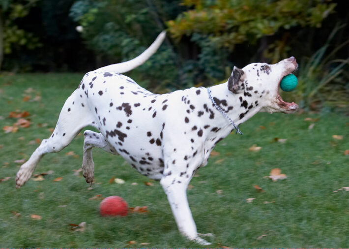 Cookie, Dalmatian, Dog, Dogs