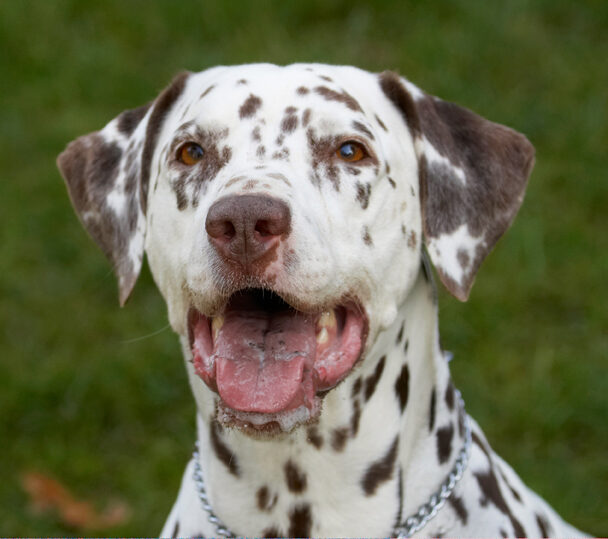 Cookie, Dalmatian, Dog, Dogs, Tongue