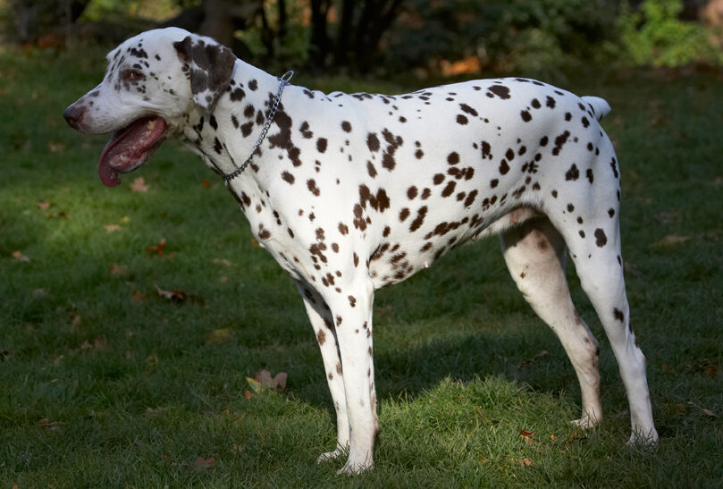 Cookie, Dalmatian, Dog, Dogs, Tongue