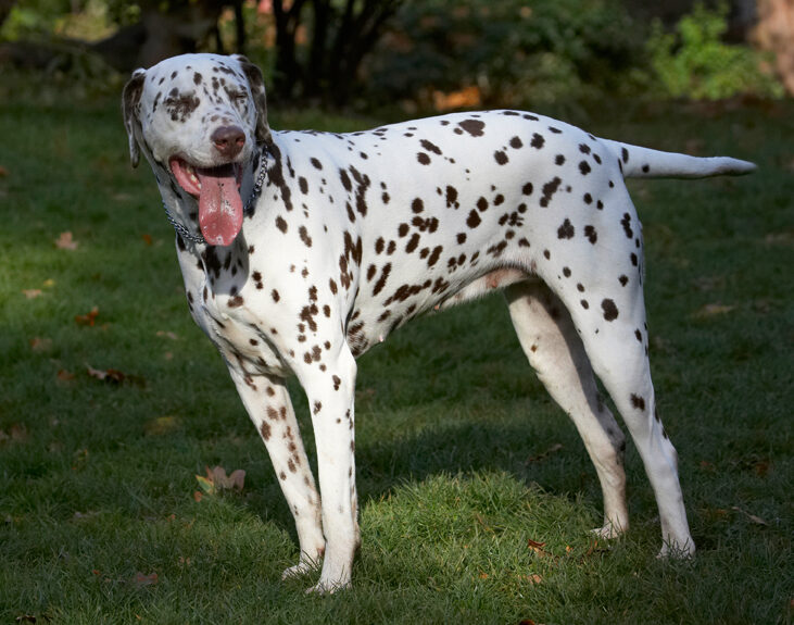 Cookie, Dalmatian, Dog, Dogs, Tongue