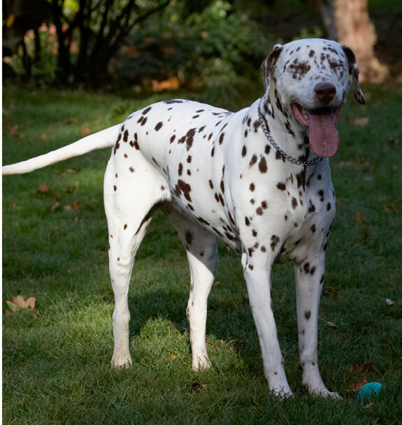 Cookie, Dalmatian, Dog, Dogs, Tongue