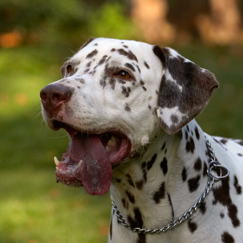 Cookie, Dalmatian, Dog, Dogs, Tongue