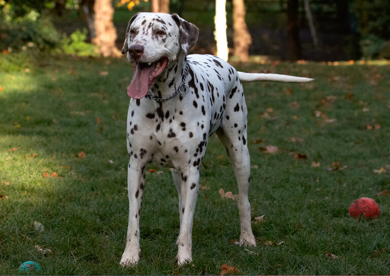 Cookie, Dalmatian, Dog, Dogs, Tongue