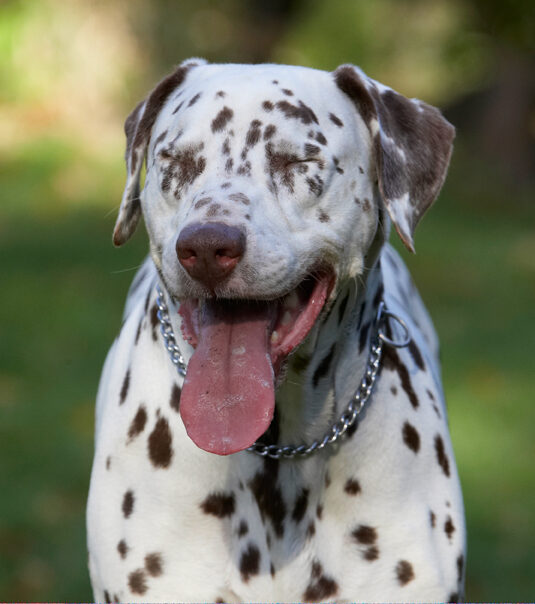 Cookie, Dalmatian, Dog, Dogs, Tongue