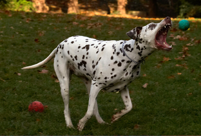 Cookie, Dalmatian, Dog, Dogs, Tongue
