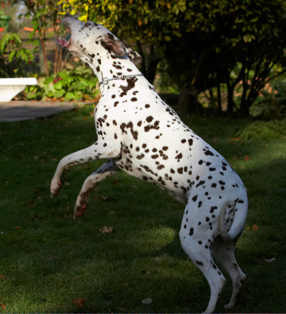 Cookie, Dalmatian, Dog, Dogs, Tongue