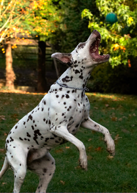 Cookie, Dalmatian, Dog, Dogs, Tongue