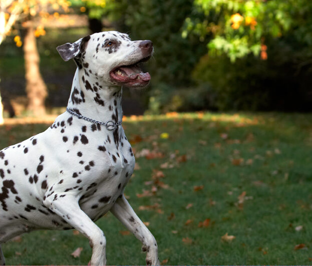 Cookie, Dalmatian, Dog, Dogs, Tongue