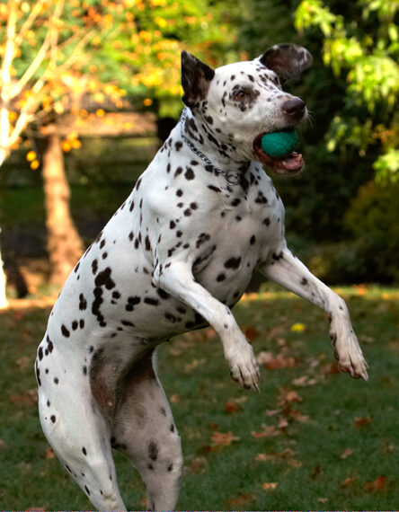 Cookie, Dalmatian, Dog, Dogs, Tongue