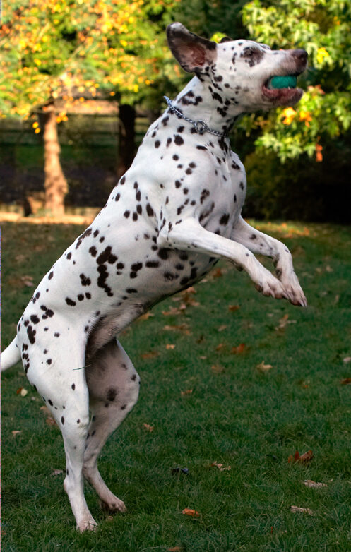 Cookie, Dalmatian, Dog, Dogs, Tongue
