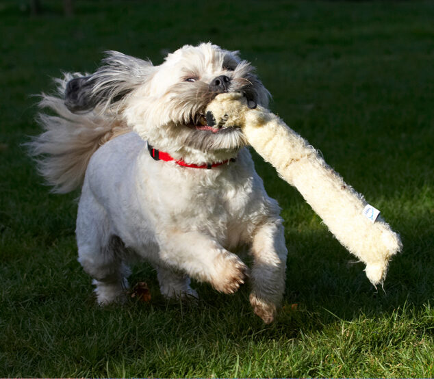 Dog, Dogs, Lhaso Apso, Monty, Trigger