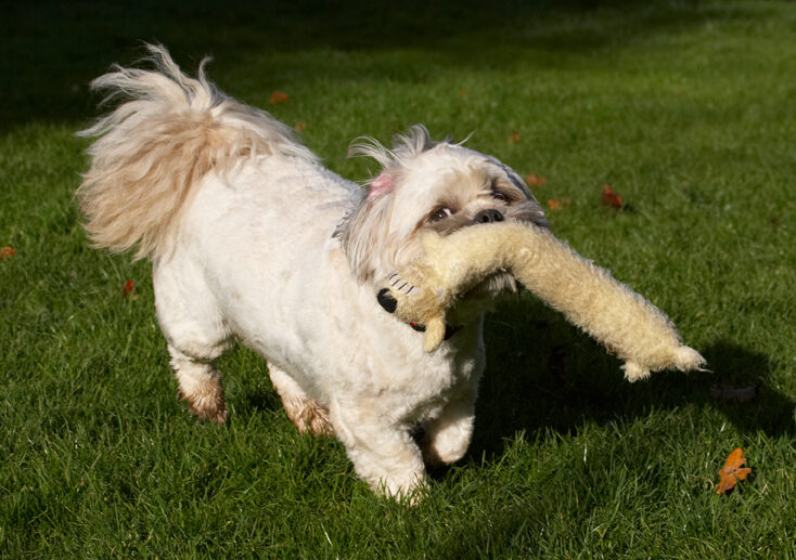 Dog, Dogs, Lhaso Apso, Monty, Trigger
