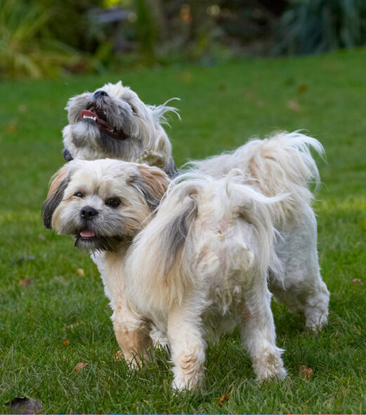 Dog, Dogs, Lhaso Apso, Monty, Trigger