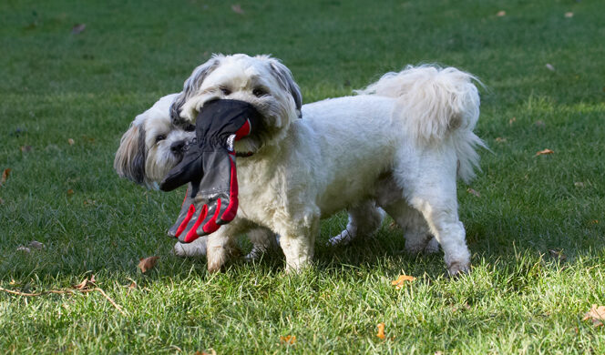 Dog, Dogs, Lhaso Apso, Monty, Trigger