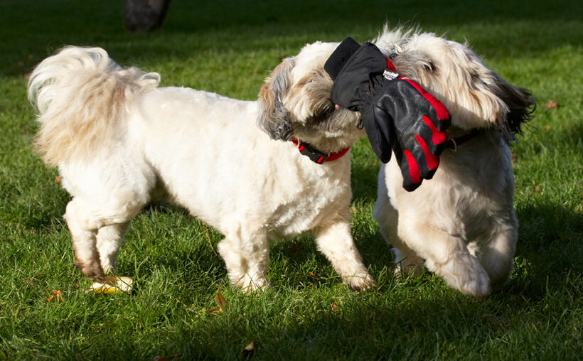 Dog, Dogs, Lhaso Apso, Monty, Trigger