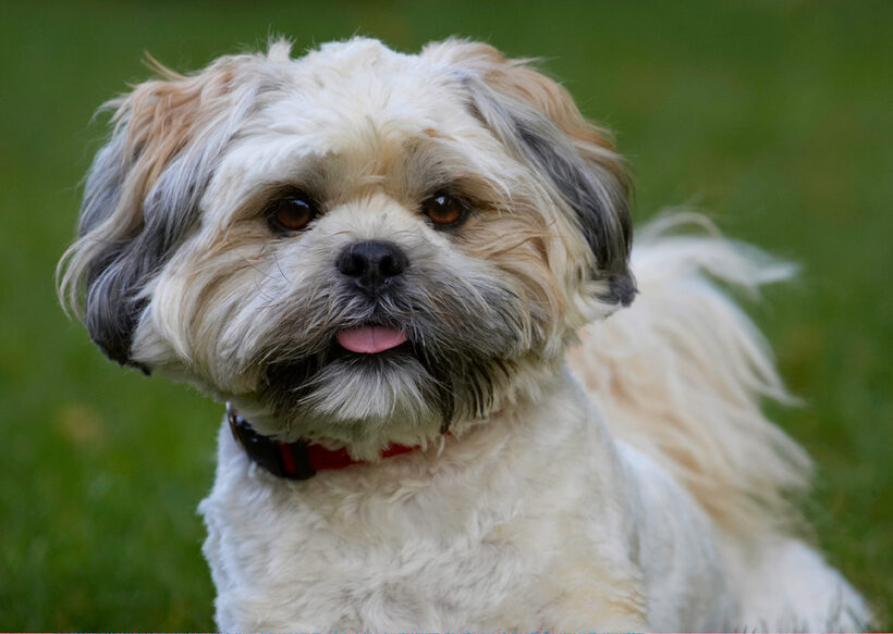 Dog, Dogs, Lhaso Apso, Monty, Tongue, Trigger