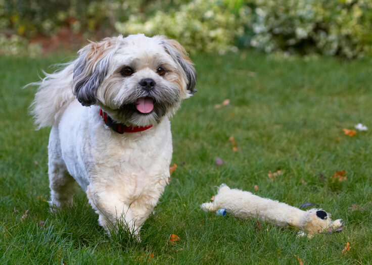 Dog, Dogs, Lhaso Apso, Monty, Tongue, Trigger