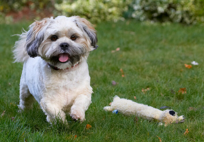 Dog, Dogs, Lhaso Apso, Monty, Tongue, Trigger