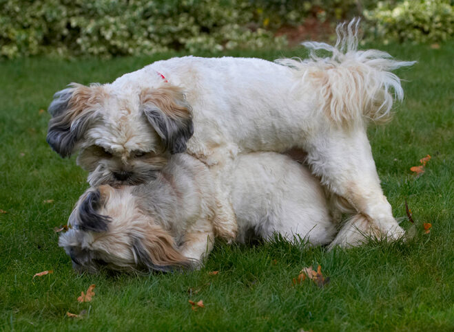 Dog, Dogs, Lhaso Apso, Monty, Trigger