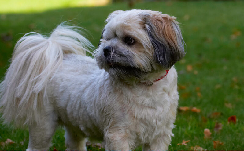 Dog, Dogs, Lhaso Apso, Monty, Trigger