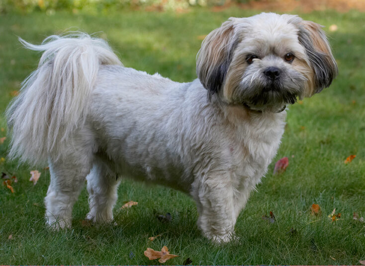 Dog, Dogs, Lhaso Apso, Monty, Trigger