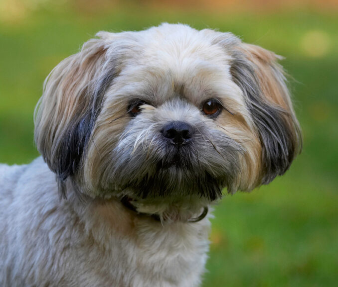 Dog, Dogs, Lhaso Apso, Monty, Trigger