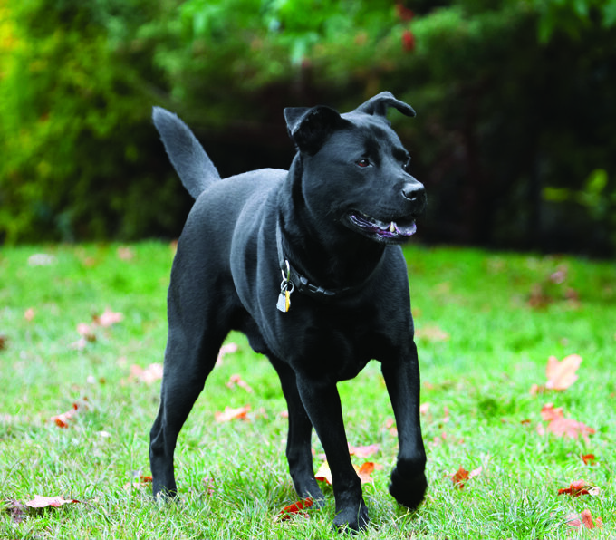 Charlie, Chow, Dog, Dogs, Labrador