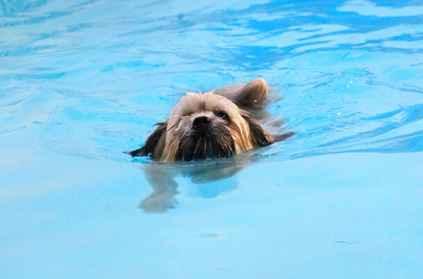 Dog, Dogs, Lhasa Apso, Monty, Pool, Swimming, Trigger