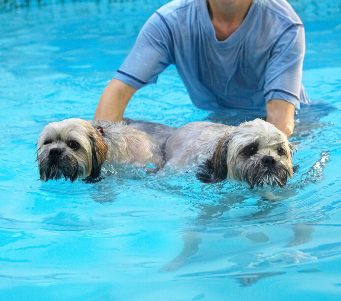 Dog, Dogs, Lhasa Apso, Monty, Pool, Swimming, Trigger