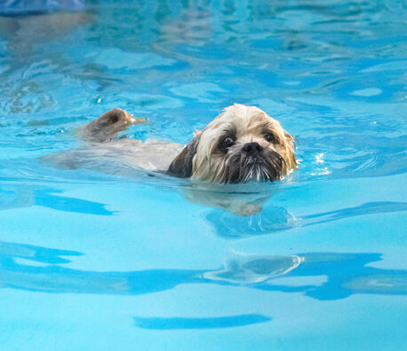Dog, Dogs, Lhasa Apso, Monty, Pool, Swimming, Trigger