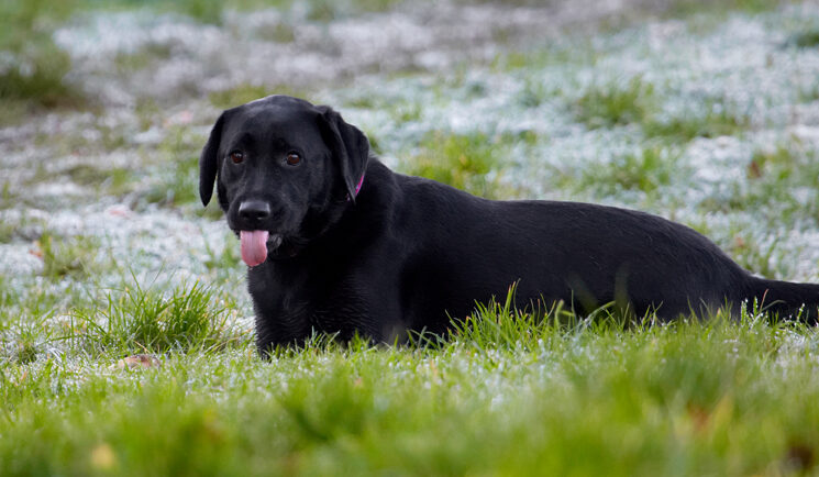 Dog, Dogs, Ellie, Frost, Labrador, Tongue