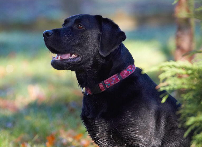 Dog, Dogs, Ellie, Frost, Labrador