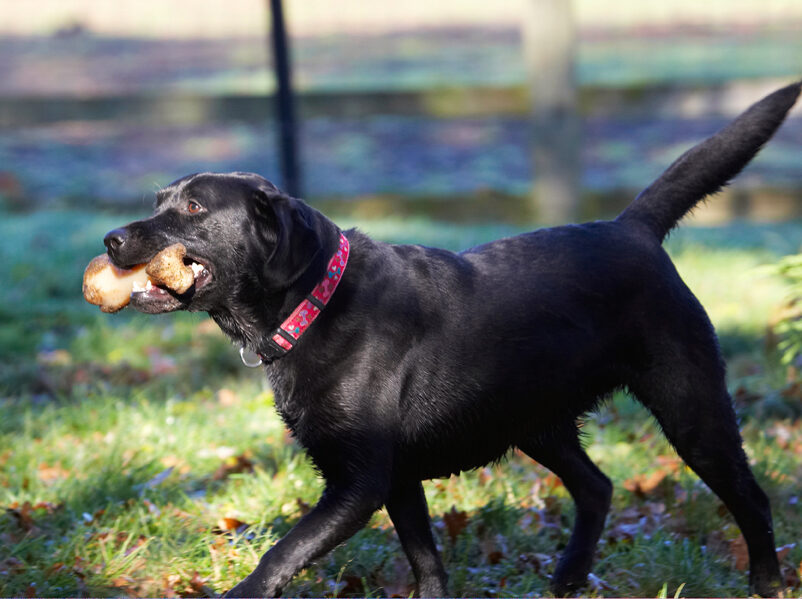 Dog, Dogs, Ellie, Frost, Labrador
