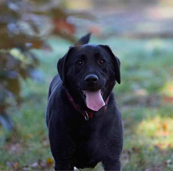 Dog, Dogs, Ellie, Frost, Labrador, Tongue