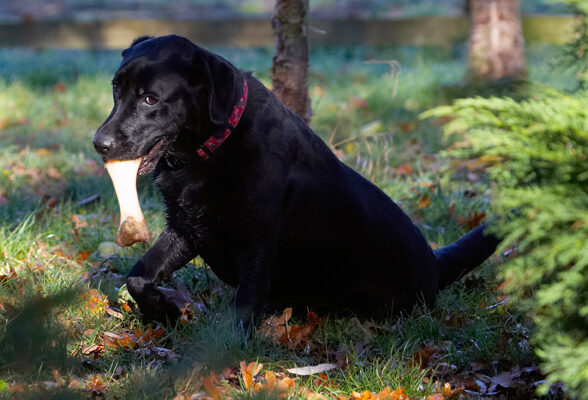 Bone, Dog, Dogs, Ellie, Frost, Labrador