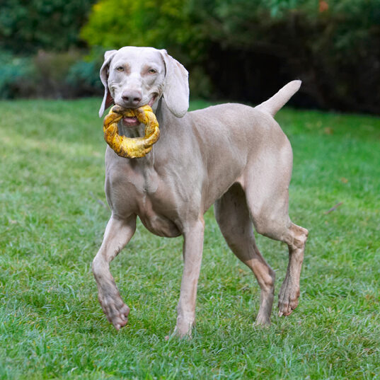 Dog, Dogs, Moon, Weimaraner